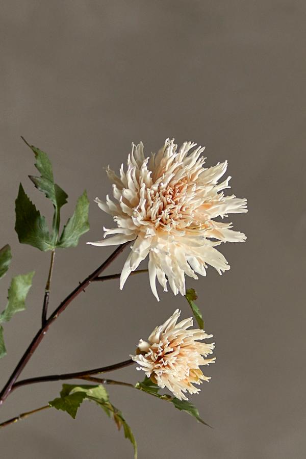 Chrysantemum Tige, Nature, Fleurs artificielles